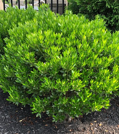 3g Shamrock Inkberry Holly
